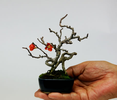 http://ec-dejavu.ru/images/b/bonsai_8.jpg