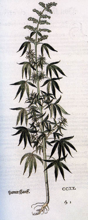 Cannabis sativa from De historia stirpium commentarii by Leonhart Fuchs 1542