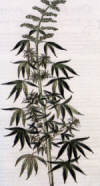 Cannabis sativa by Leonhart Fuchs 1542