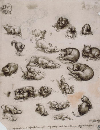 Drawing of Cats and a Dragon by Leonardo da Vinci . 1513-15