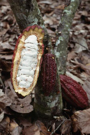Beans inside a Cacao Pod
