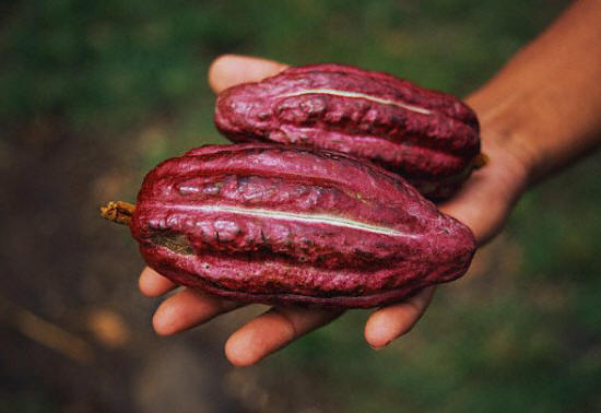 Man Holding Pods of Cacao