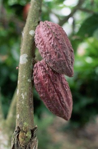Cacao Pods Hanging from Tree