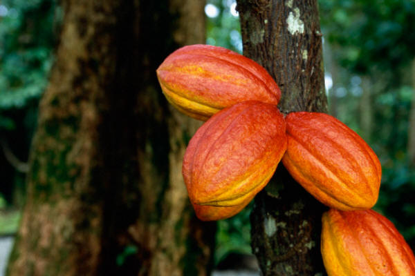 Cocao beans on a cocao tree