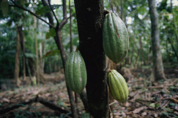 Cacao, Brazil