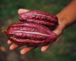 Pods of Cacao