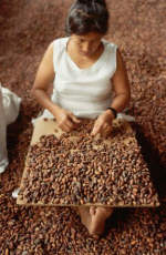 A woman sorts cacao beans