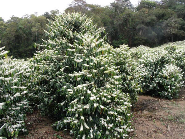 A flowering Coffea arabica tree in a Brazilian plantation