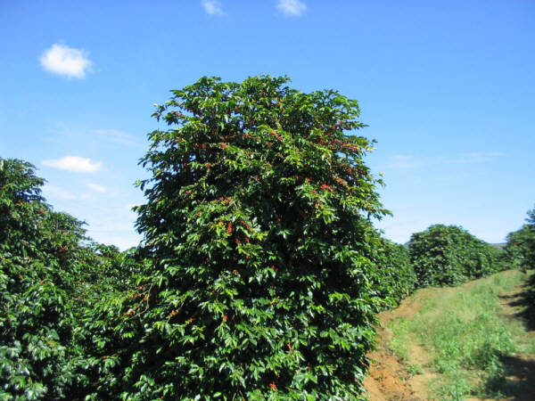 Plantes de cafe en Brasil