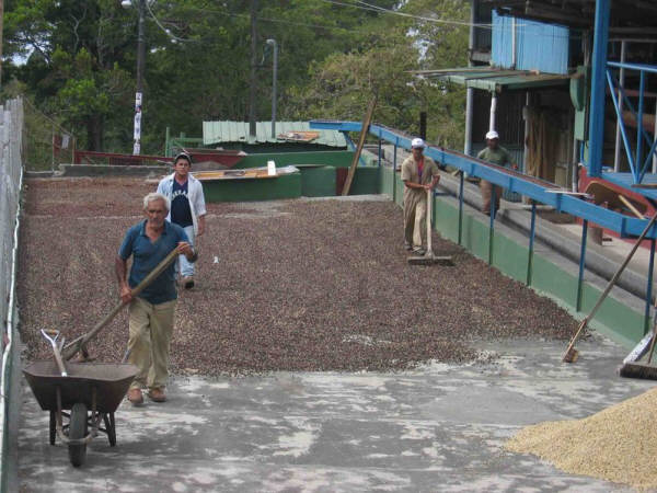 Traditional coffee drying in Boquete, Panama