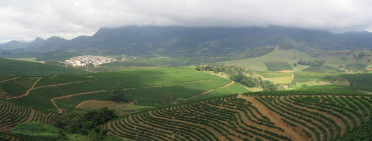 Coffee Plantation in Brazil
