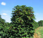 Plantes de cafe en Brasil