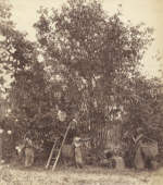 Coffee plantation in the West Indies
