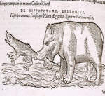 Hippopotamus With Crocodile From Historiae Animalium ca 1551-1558