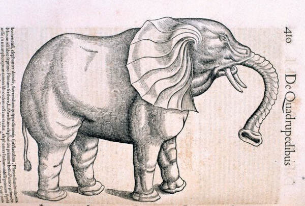 A drawing of an elephant by Ulisse Aldrovandi