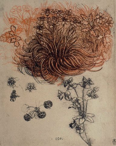 Drawing of Herbaceous Plants by Leonardo da Vinci сa. 1500