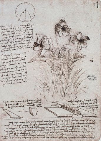 Flowers and Diagrams by Leonardo da Vinci