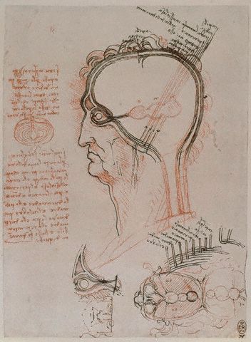 Human Head by Leonardo da Vinci . 1489-92