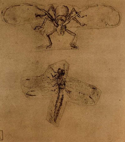 Drawing of a Longhorn Beetle and Dragonfly by Leonardo da Vinci ca. 1480-1505