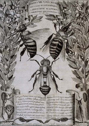 Drawings of insects from the book Melissografia by Francesco Stelluti