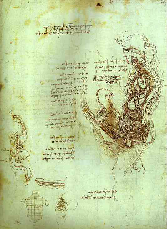 Леонардо да Винчи Продольный разрез совокупляющихся тел. Анатомический рисунок, 1494