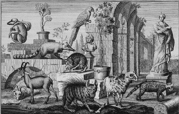 Animals at The Belvedere Palace Menagerie, Vienna ca. 1731-1740