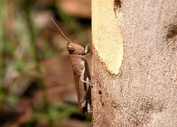 Mimetic Gumleaf Grasshopper - Goniaea opomaloides