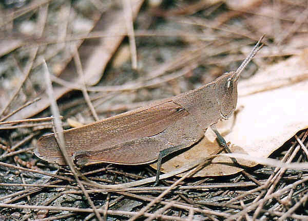 Mimetic Gumleaf Grasshopper - Goniaea opomaloides