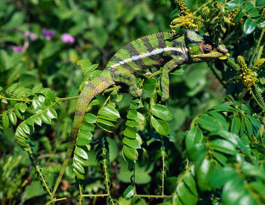 Chameleon Camouflaged