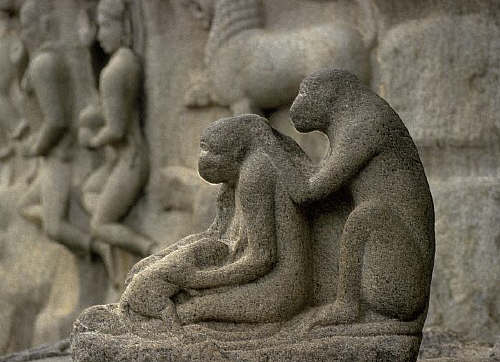 Sculpted Monkey Family at Arjuna's Penance