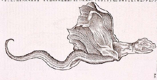 Ray From Historiae Animalium 1551-1558