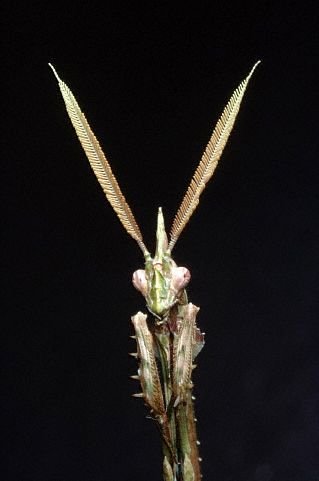 The head of a praying mantis of the Empusa species