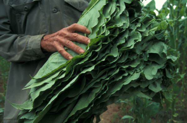 Tobacco Harvest Pinar Del Rio, Cuba